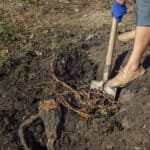 Best Shovels for Digging Up Roots 2