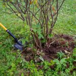 5 Shovels For Digging Up Roots And Why They Rock 3