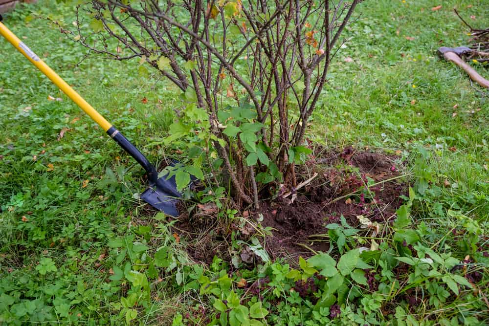 5 Shovels For Digging Up Roots And Why They Rock 2